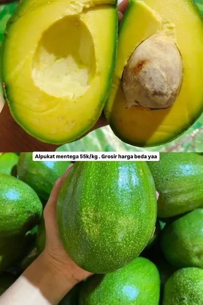 Alpukat mentega 