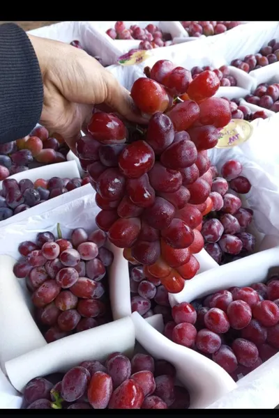 Anggur red muscat