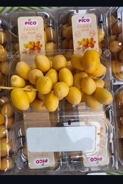 Kurma muda 