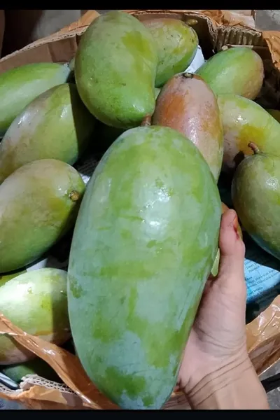 Mangga kiojay